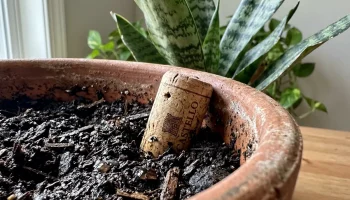 Een halve kurk in de grond van je Sansevieria: dit is waarom en wanneer je het doet