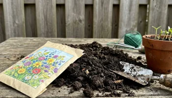 Met dit tuinproduct van € 0,39 bij Action verander je je tuin vanaf maart in een bloemenzee